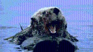 Sea Otters Are Stealing Surfboards at an Alarming Rate
