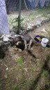 Rescata PC de Ecatepec perro en condiciones de maltrato