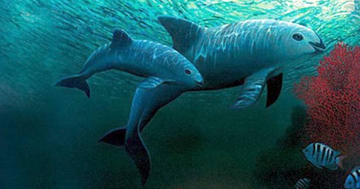 Confirman avistamiento de entre siete y 10 ejemplares de vaquita marina