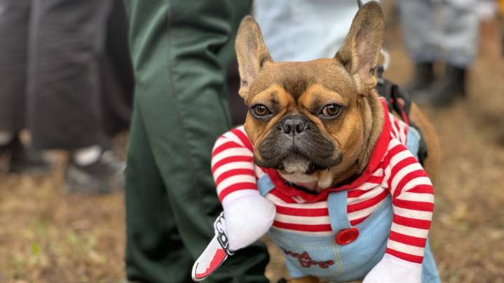 IN PHOTOS: Pawlloween Pawrade brings howl-oween spirit to Outremont