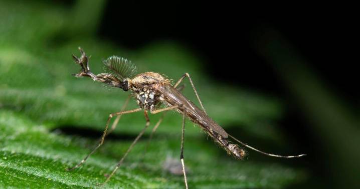 Iceland reports the presence of mosquitoes for the first time, as climate warms
