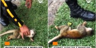 Comunidad de Villavicencio atendió a mono titi tras sufrir descarga eléctrica por falta de pasafauna en el sector