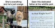 44 Adorable Animal Memes That May Give You That Serotonin Boost For Today