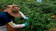 PharmaCielo vende vivero canábico por $26.000 millones en El Carmen de Vivoral, Antioquia