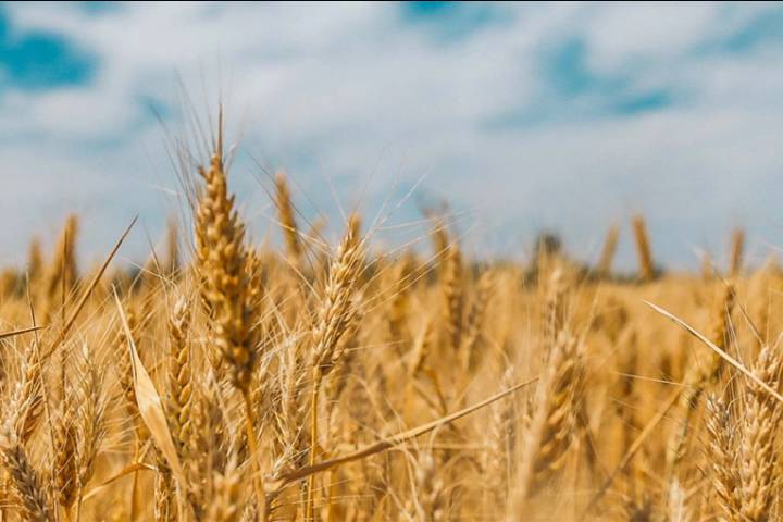 Anticipan que la cosecha de trigo arrojará un volumen récord