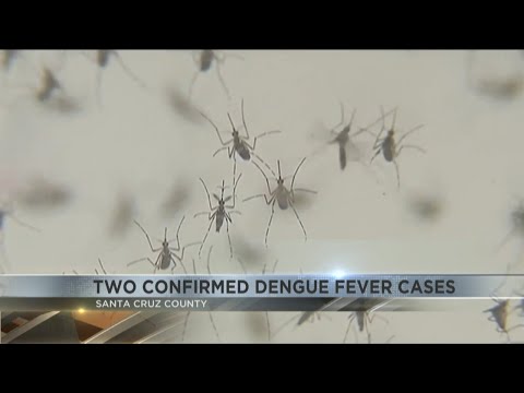 Two confirmed dengue fever cases in Nogales spark local health response