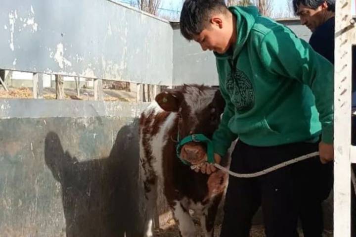 Escuelas agropecuarias neuquinas expondrán animales propios en la Expo Bovinos