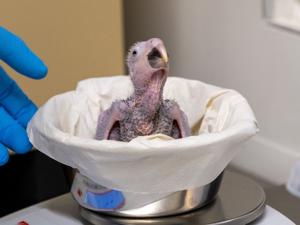 World’s rarest parrot, extinct in wild, hatches at zoo