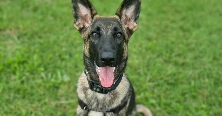 Find your perfect companion: German Shepherd Sage seeks a home