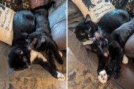 ‘Antisocial’ Senior Cat Gets a Kitten—What Happens Next Melts Hearts