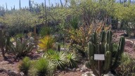 Refuerzan vigilancia en la Reserva de Tehuacán-Cuicatlán: así buscan evitar que el turismo dañe su biodiversidad