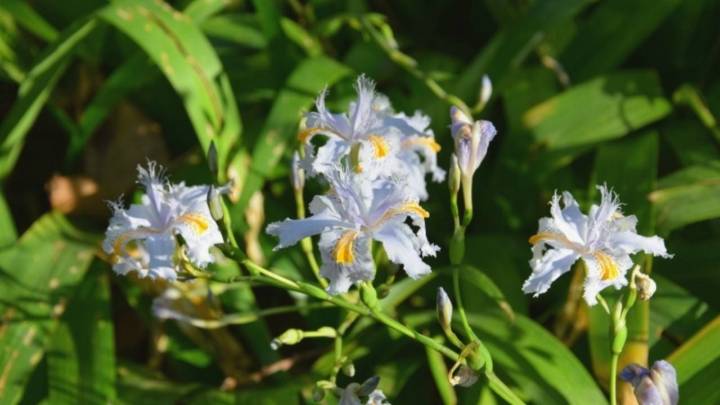 Iris japónica, la planta pariente de las orquídeas que es perfecta para engalanar tu jardín: así podés cuidarla