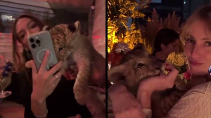 Video viral muestra león cachorro en fiesta privada en Polanco; autoridades investigan