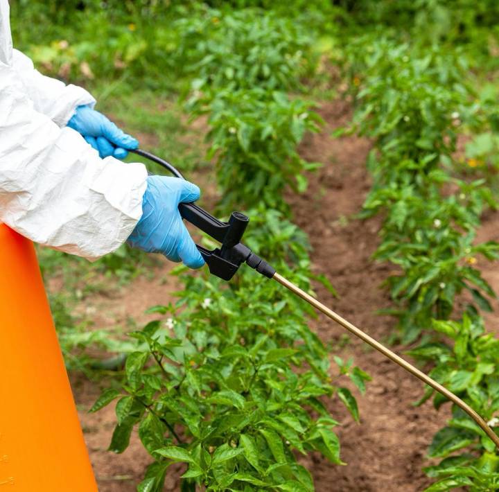 Prohibición de Fitosanitarios no arriesga la producción agrícola Nacional : UMFFAAC
