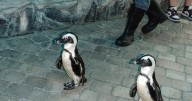 One last march of the penguins: Miami says farewell to its Seaquarium