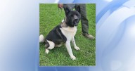Dog slips tether, attacks two in Lillington :: WRAL.com