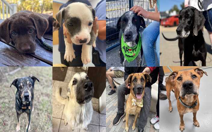 Midlands Pup Shots! October 13