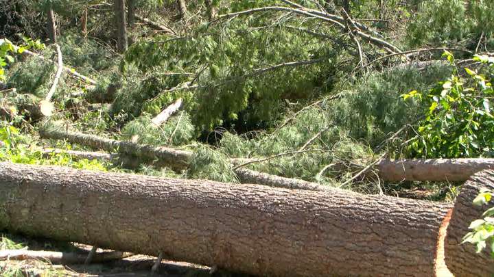 DNR and MN Forestry Association to Host Storm Recovery Webinars