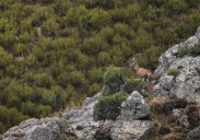 El bramido de la montaña: paseos biointerpretados por la berrea en el Parque Natural de Redes