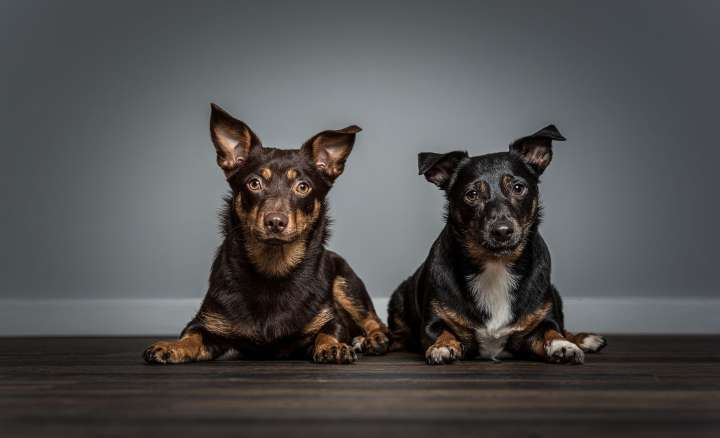The Lancashire heeler: A clever, compact and very rare terrier that was once described as having 'the same value as an ox'