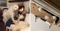 This Instagram Account Shares Animal Pictures That Are Impossible To Explain, Here Are 50 Of The Funniest