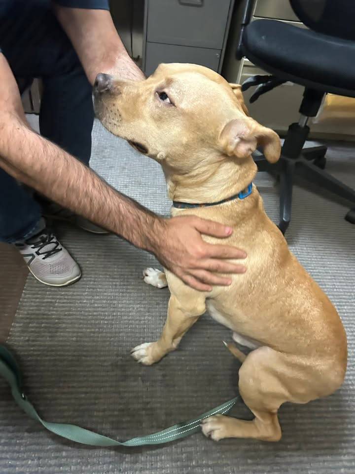Lost dog found near Dunkin Donuts, taken to police kennel