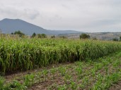 Gobierno federal ofrece pagar a 6 mil 50 pesos tonelada de maíz a campesinos