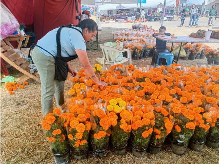 Romerías alimentan la tradición de Día de Muertos con el cultivo de cempasúchil