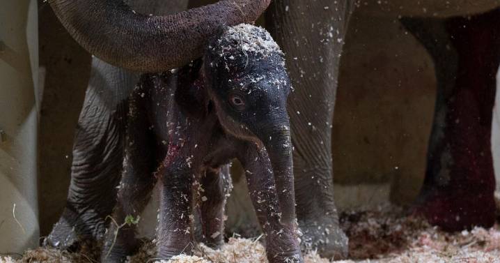 Columbus Zoo welcomes second Asian elephant calf this year