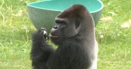 New silverback gorilla "Cecil" debuts at San Francisco Zoo