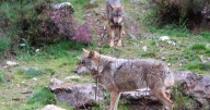 El Centro del Lobo Ibérico Félix Rodríguez de la Fuente de Zamora cumple 10 años