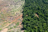 Protected areas hit hard as Mekong countries’ forest cover shrank in 2024