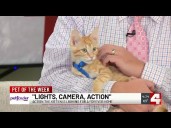 Meet Action! Our Pet of the Week