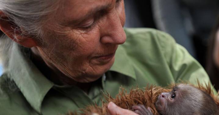 Conservationist Jane Goodall, whose work revolutionized the study of primates, has died