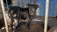 SPCA rescues 16 neglected dogs in North Texas