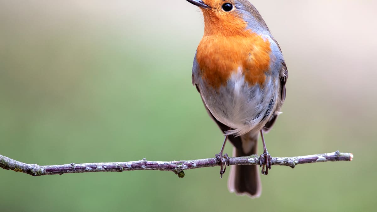 Deja esto en una bandeja y los hermosos petirrojos acudirán en masa a tu jardín en otoño e invierno