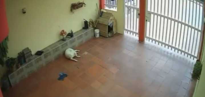Judicializados presuntos agresores de animales en Córdoba, Quindío y Santander