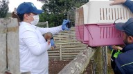 CAR recupera aves cautivas y mutiladas en Subachoque; detienen a tres personas