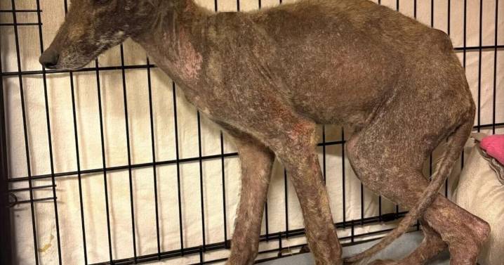 ‘Horrid,’ sickly coyote captured in St. Catharines being nursed to health