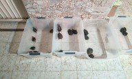 Golpe al tráfico de vida marina: tres detenidos por comercializar totoaba, tiburón y pepino de mar