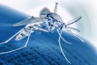 Locally Transmitted Malaria Made U.S. Return in 2023