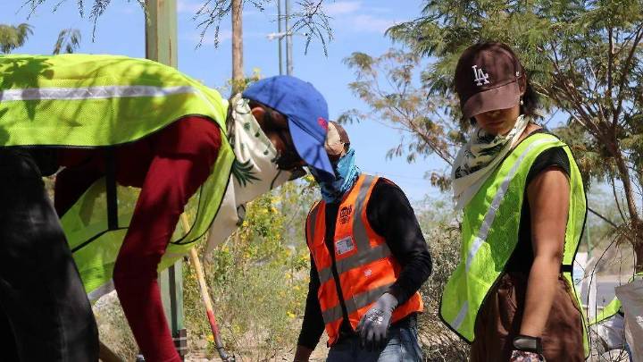 Ambientalistas implementan estrategia binacional para salvar sahuaros entre Sonora y Arizona