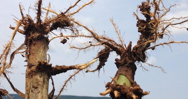 How To Control for Alfalfa Weevil and Rootworm With Developed Resistance