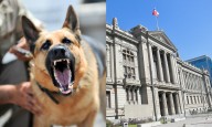 Perros mordieron a mujer y la dejaron herida: Justicia condenó al dueño y deberá indemnizarla con más de $15 millones