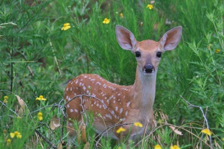 'It is an abusive system of animal control': Community members concerned over possible return of deer trapping program