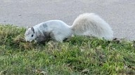 White squirrel becomes a St. Clair Shores celebrity
