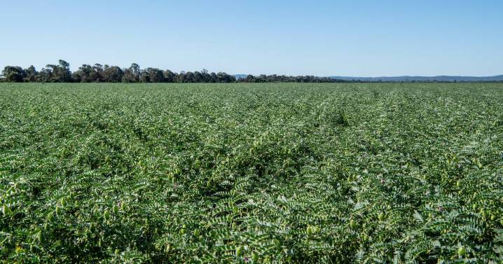 Price slide for chickpeas continues, down $35 a tonne