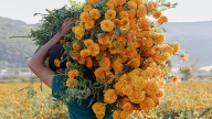 How Marigolds Became the Ceremonial Day of the Dead Flower in Mexico