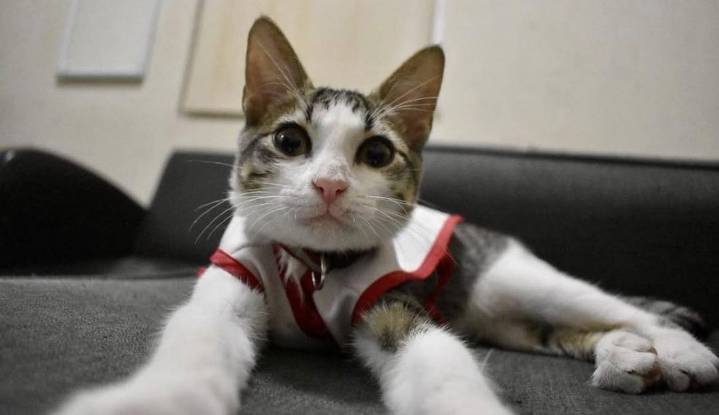 ‘Urgencio’, el gato de pelaje blanco y gris que fue adoptado por la Cruz Roja en México