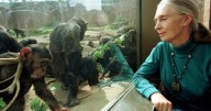 Fallece Jane Goodall a los 91 años, pionera en el estudio de chimpancés y defensora del medio ambiente